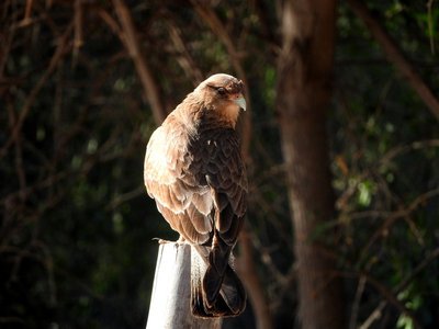 DSCN2018.JPG (72.11 KiB) 11992 mal betrachtet Chimangokarakara - Phalcoboenus chimango