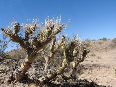 Tephrocactus articulatus RB3234