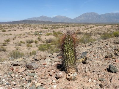 DSCN2029.JPG (161.94 KiB) 11992 mal betrachtet Echinopsis leucantha RB3235 - RN40 7km nördl. Kreuzung RN60, Catamarca 1060m