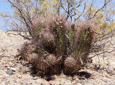 Echinopsis leucantha RB3235