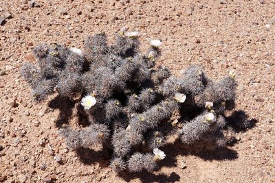 DSC04073.JPG (226.52 KiB) 12003 mal betrachtet Tephrocactus alexanderi bruchii RB3237