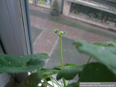 Pelargonium cotyledonis Knospe_klein.jpg