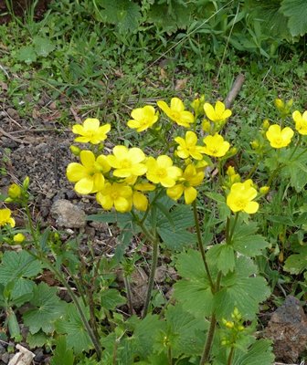 Ranunculus cortusifolius (538x640) - Kopie.jpg