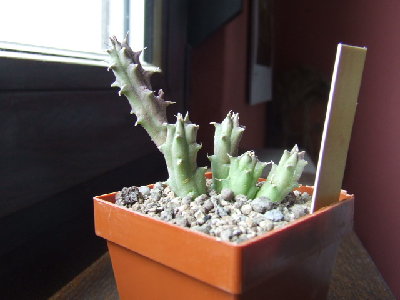 h_keniensis.jpg (113.73 KiB) 11190 mal betrachtet huernia keniensis