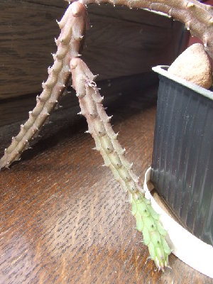 h_aspera.jpg (112.3 KiB) 11190 mal betrachtet huernia aspera