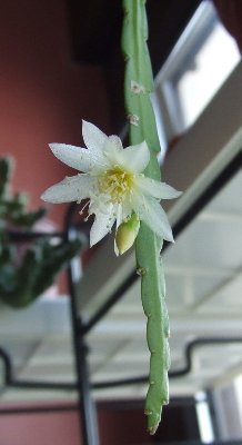 sp_aff_rhipsalis.jpg