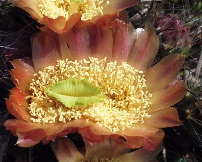 reiche Blüte, teils mit Cristaten