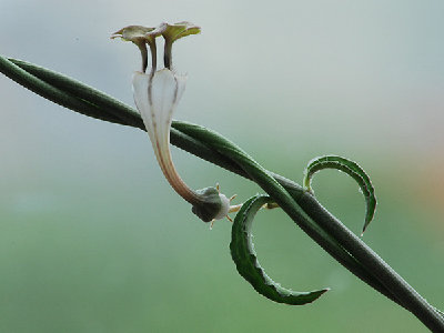 for.c.rendalii.250510.1.jpg