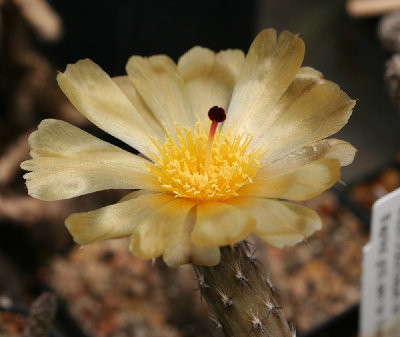 Pterocactus kuntzei