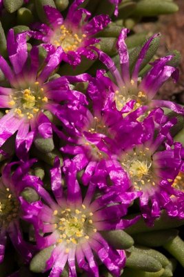 Delosperma sphalmanthoides WB20170327c.jpg