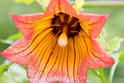 WB20170224, Canarina canariensis, Los Tilos, Gran Canaria.jpg