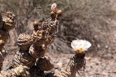 Tephrocactus articulatus RB3243 - RN60 nordwestl. Cerro Negro, Catamarca 950m