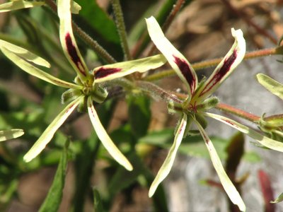 Pelargonium undulatum (1).jpeg