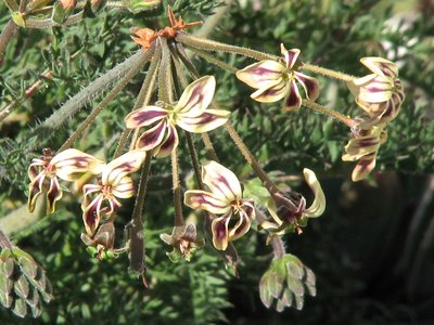 Pelargonium araethifolium.jpeg