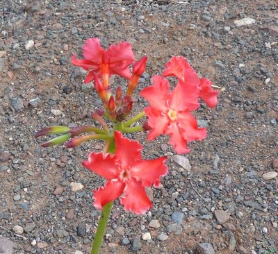 Pachypodium baronii, Bluten und Frucht (640x585).jpg