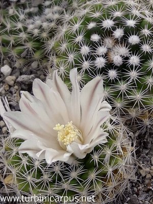 Mammillaria coahuilensis