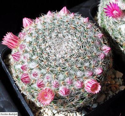 Mammillaria brauneana,Cerritos,SLP