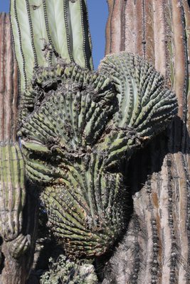 Pachycereus pringlei