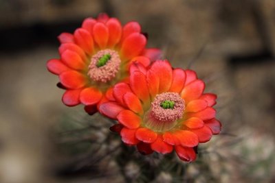 Echinocereus pacificus