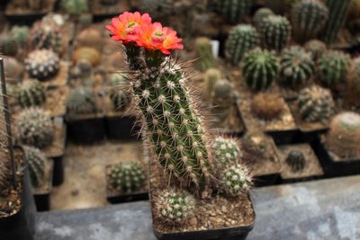 Echinocereus pacificus