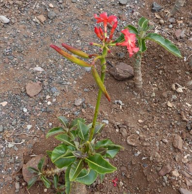 Pachypodium baronii mit Schoten (634x640).jpg