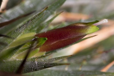 Deuterocohnia lotteae b.jpg