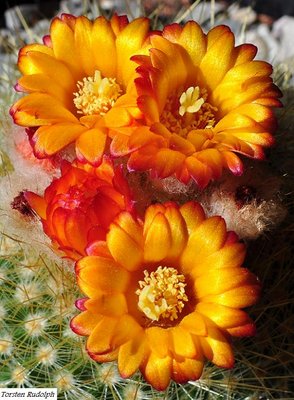 Parodia (8).JPG