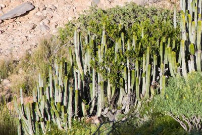 WB20140223 Euphorbia canariensis, Periploca laevigata, Süden - Teneriffa.jpg