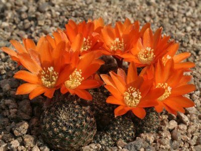 A. heliosa...jpg