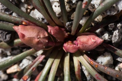 WB20140427 Lewisia rediviva minor.jpg