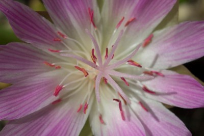 WB20170521 Lewisia rediviva rosea c.jpg