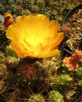 kleintriebige, eher typische Form<br />von M.darwinii vom Rio Colorado