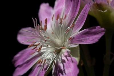 Lewisia rediviva rosea a WB20170525.jpg