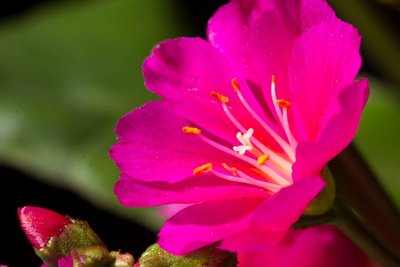 Lewisia cotyledon x pink a WB20170512.jpg