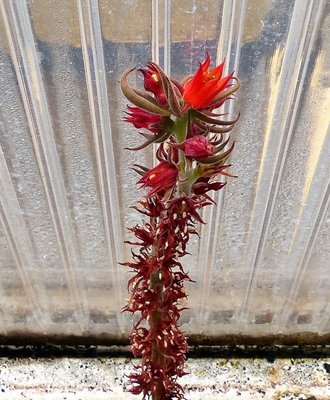 Echeveria spec. Oaxaca 1984.jpg