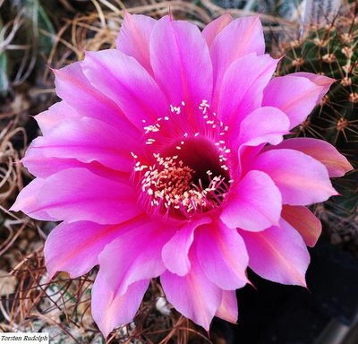 Echinopsis Hybride.JPG