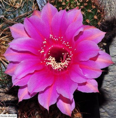 Echinopsis Hybride (4).JPG