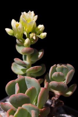 WB20170605 Sedum oregonense a.jpg