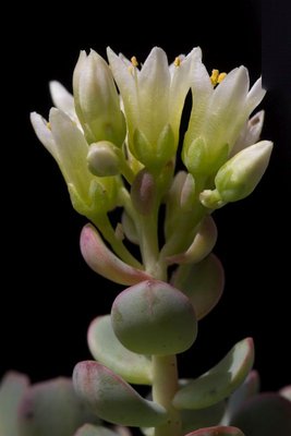 WB20170611 Sedum oregonense c.jpg