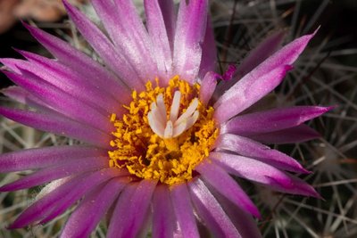 WB20170626 171846, Escobaria, subsp. arizonica, vivipara.jpg