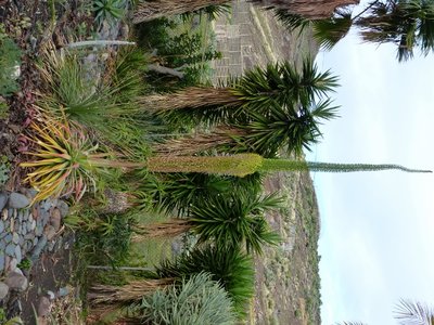 Agave dasylirioides1 (480x640).jpg