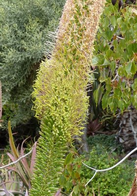 Agave dasylirioides (447x640).jpg