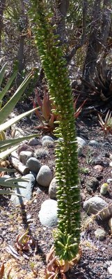 Agave dasylirioides, Früchte (258x640).jpg