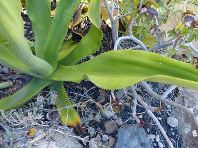 Agave mamorata 1 (640x480).jpg