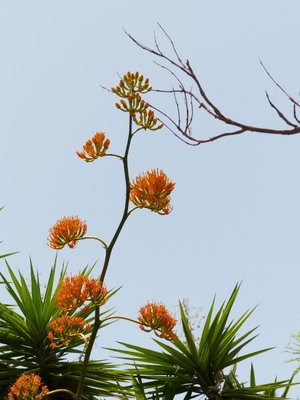 Agave mamorata Blüte 2 (480x640).jpg