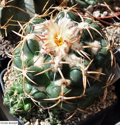 coryphantha (2).JPG