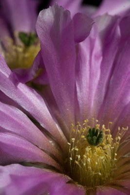 Echinocereus reichenbachii var. albispinus c.jpg