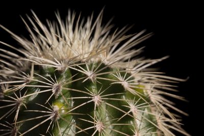 Echinocereus reichenbachii var. albispinus 0.jpg