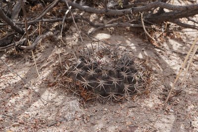 Gymnocalycium schmidianum asperum RB3258 - westl. Palo Blanco, Catamarca 2151m