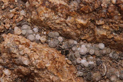 Variation4.jpg (48.23 KiB) 21606 mal betrachtet Copiapoa laui im Guanillos Tal